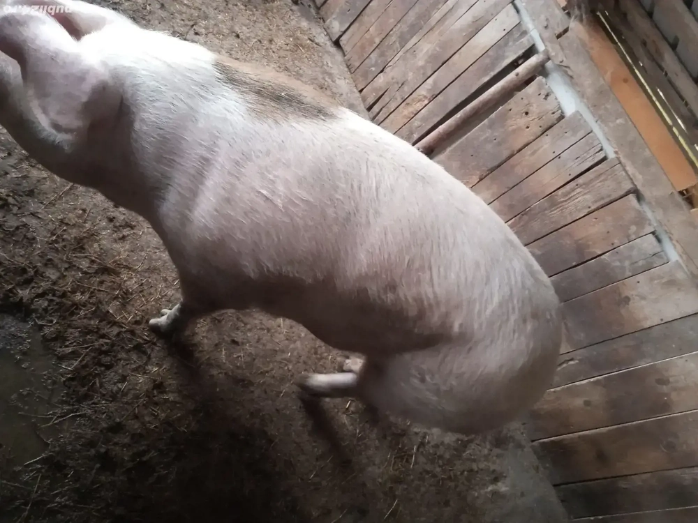 Porci mari de vânzare 