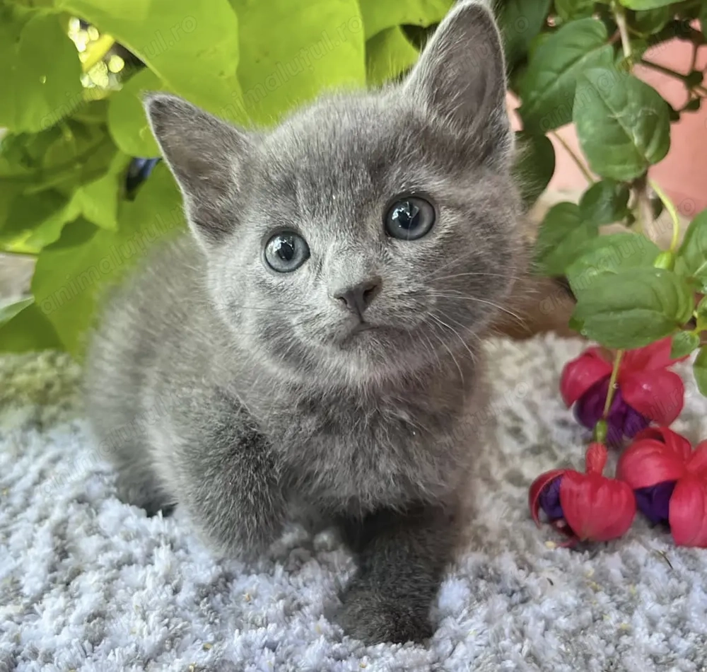 Albastru de Rusia femelă și mascul