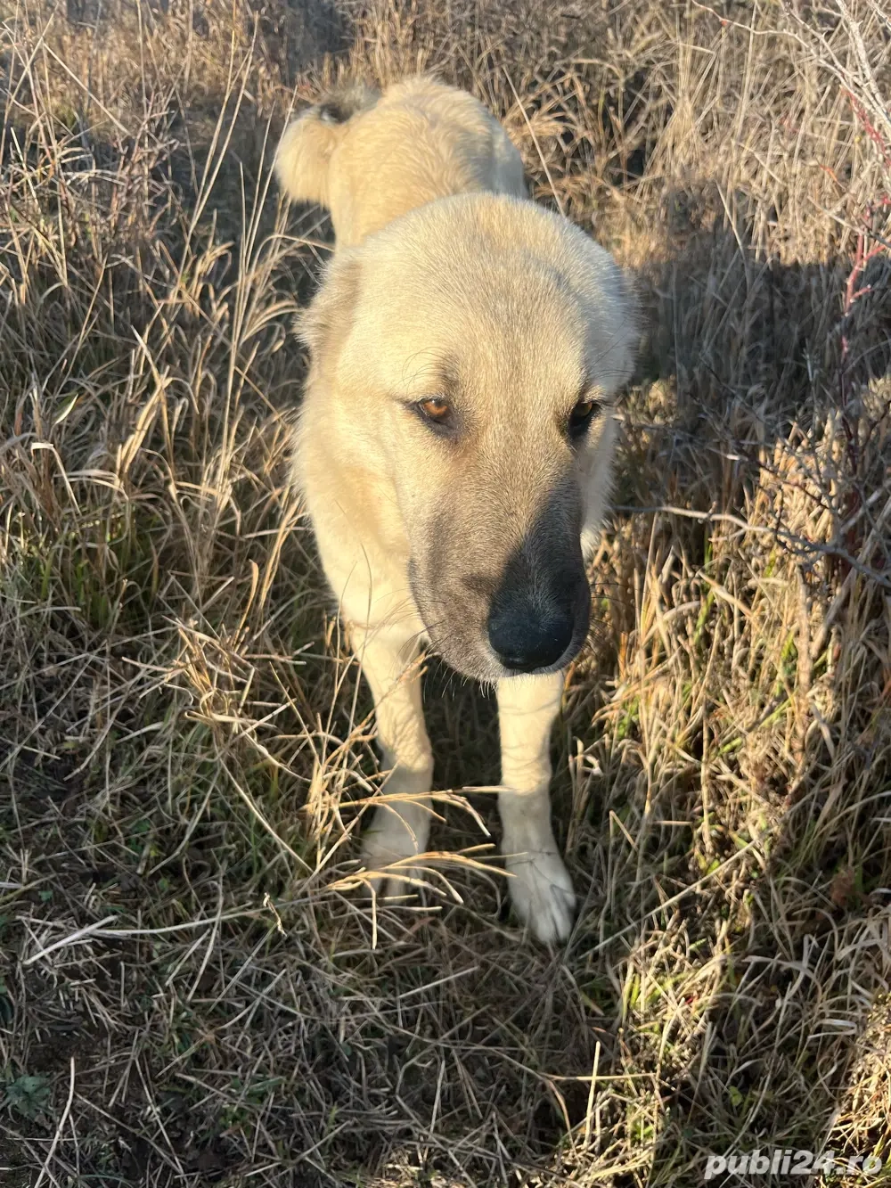 vand catea kangal 7luni 