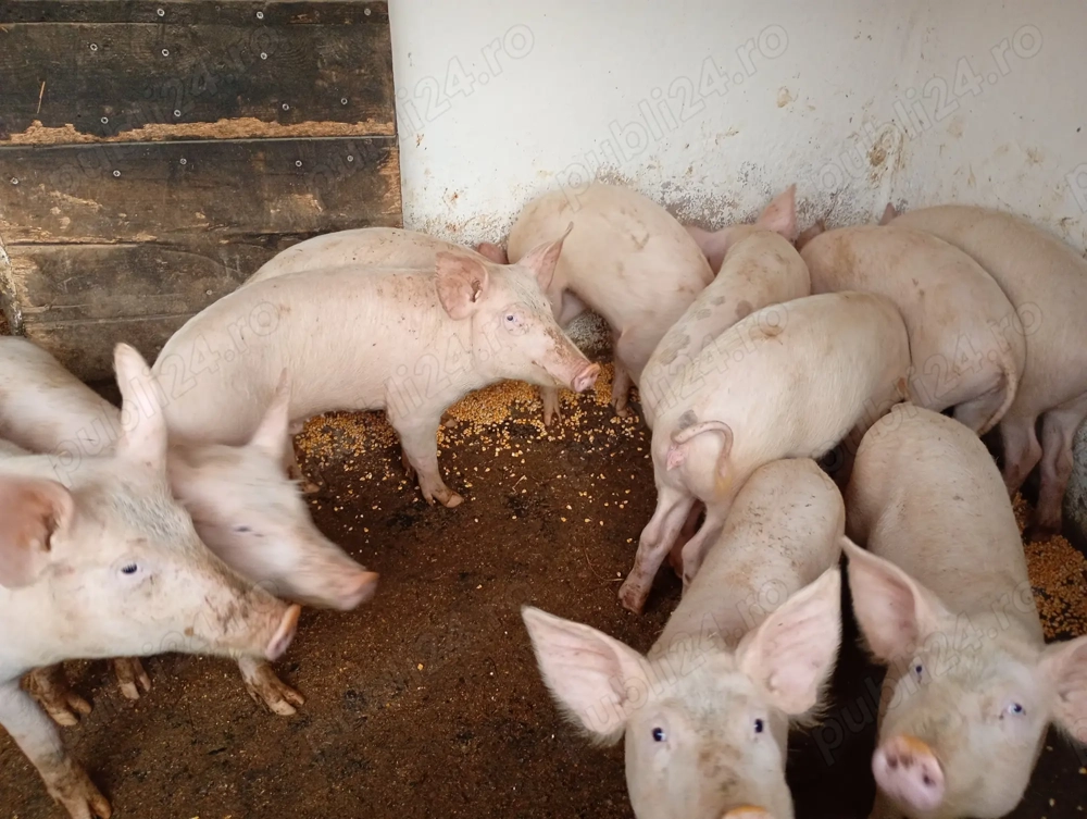 Șoldani marele alb vânzare Bihor 