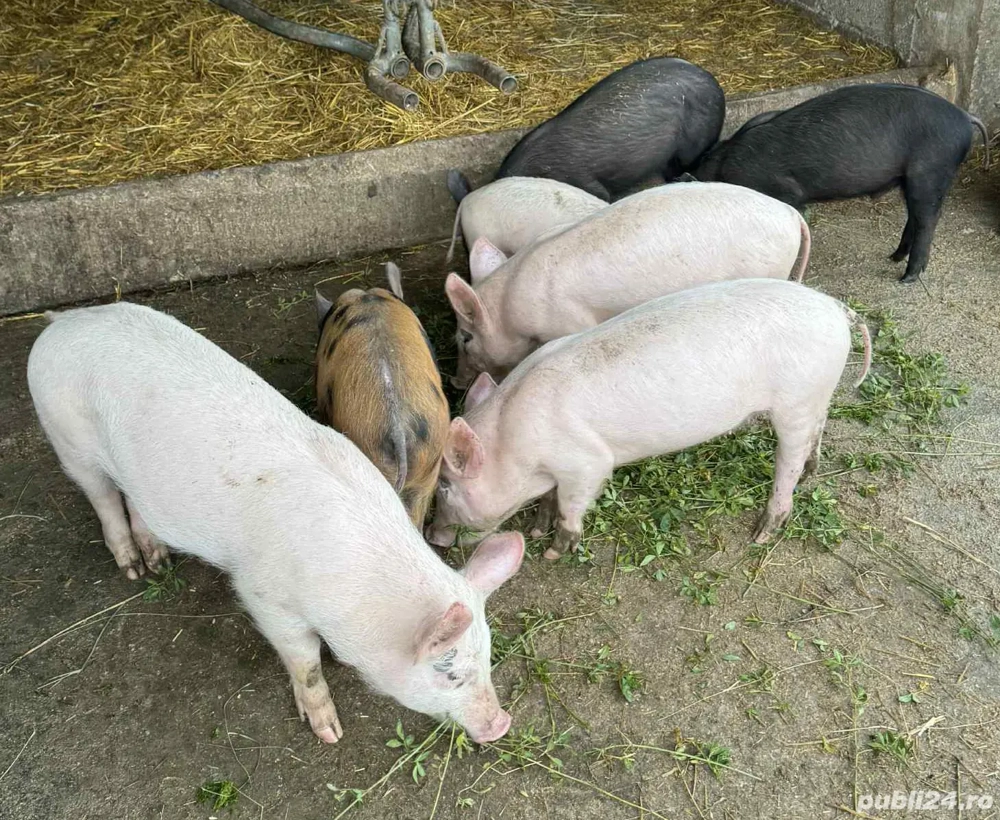 De vanzare , 10 saptamani 