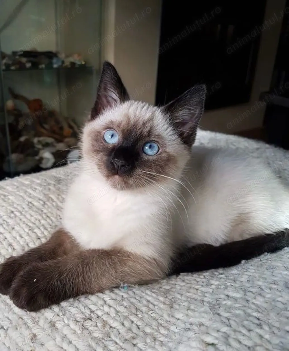 Ragdoll fetița superba 