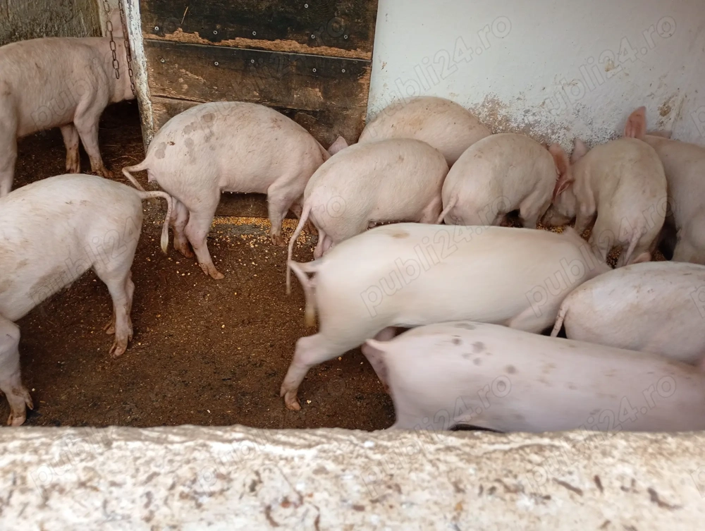 Șoldani vînzare Bihor 