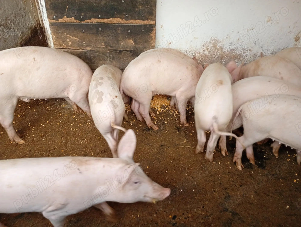 Șoldani vânzare Bihor 