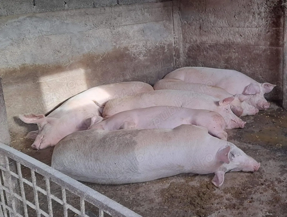 Vând porci rasa de carne