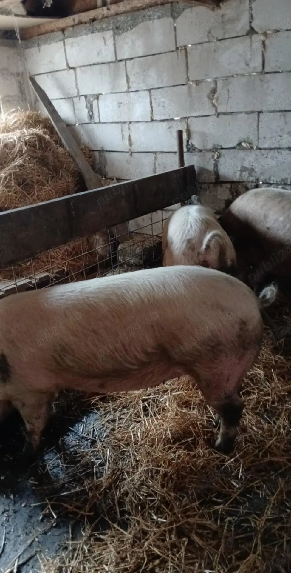 Porci de vanzare 16 lei kg la 5 km de Braila