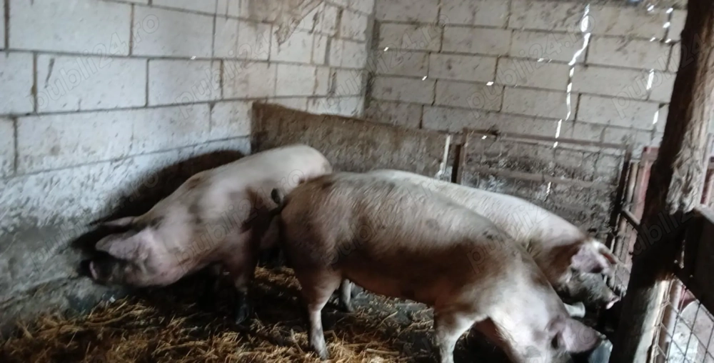 Porci de vanzare in Pietroiu la 7 km de Braila