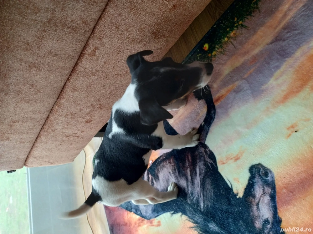 foxterieri cu par neted 