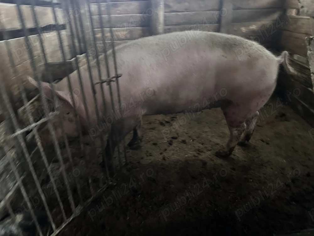 Vand scroafa de sacrificat rasa marele alb(160-200kg) tanara