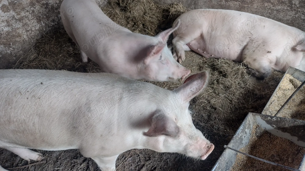 De vânzare porci crescuți în gospodărie!
