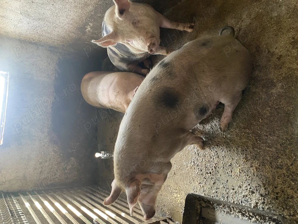 Porci de vânzare 