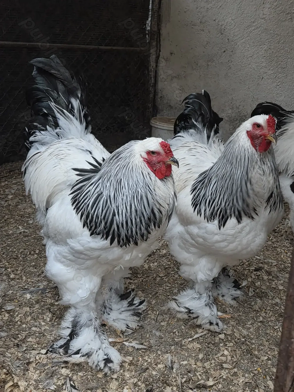 Cocos Brahma Hd, rasa pura