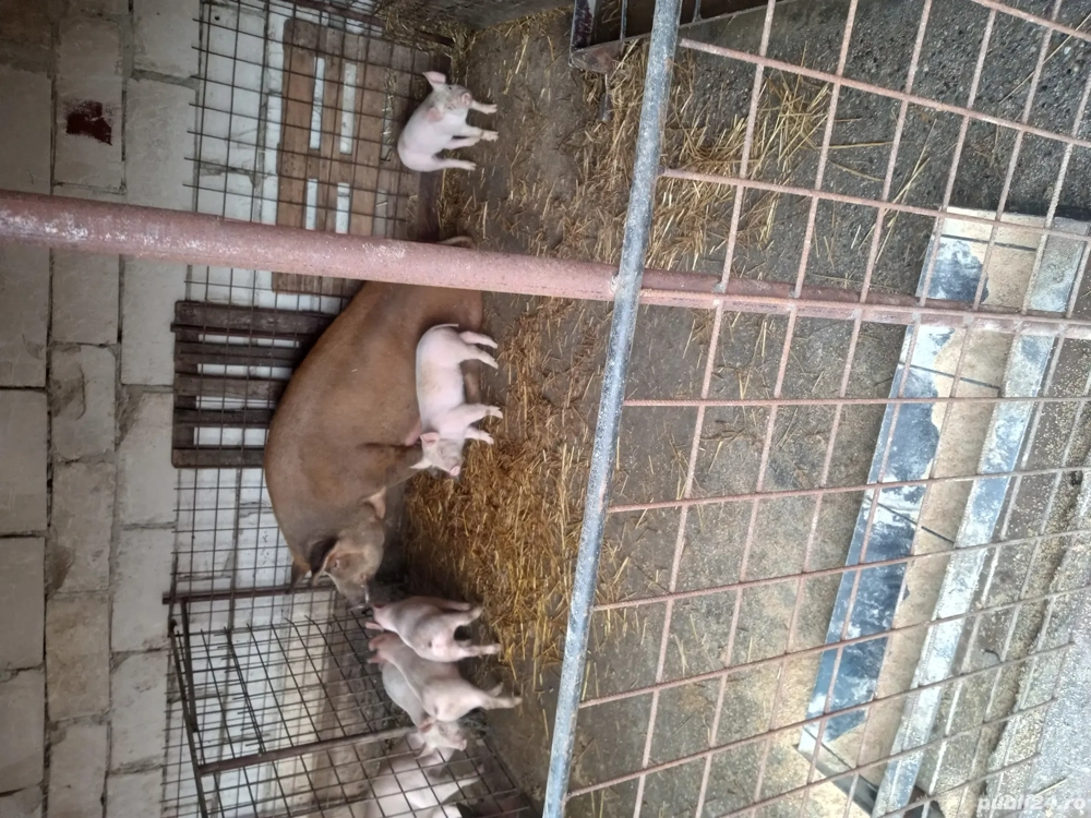 vand porci de craciun si purcei 