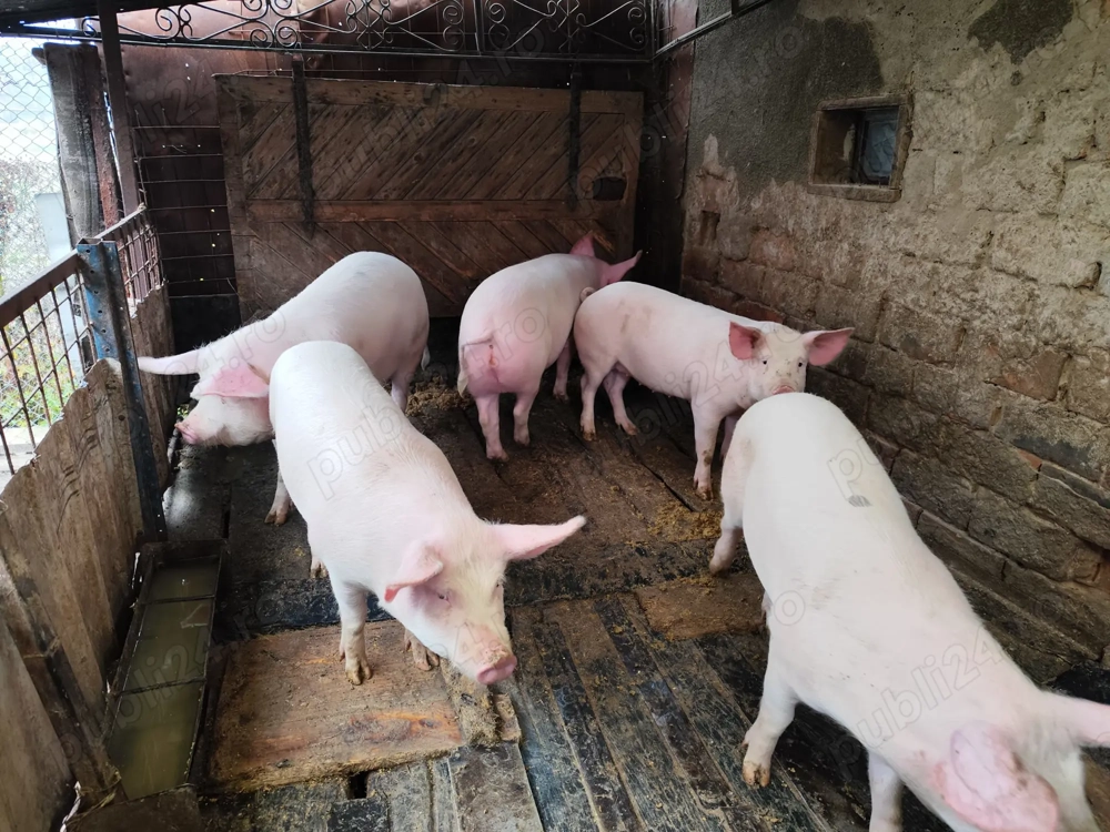 vand porci cu greutatea intre 90-110 kg crescuti natural