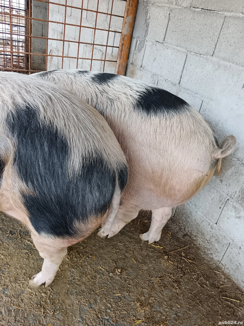 De vânzare 270 280 kg preț la tel sau în privat   