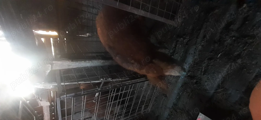 Disponibil porc Mangalita 