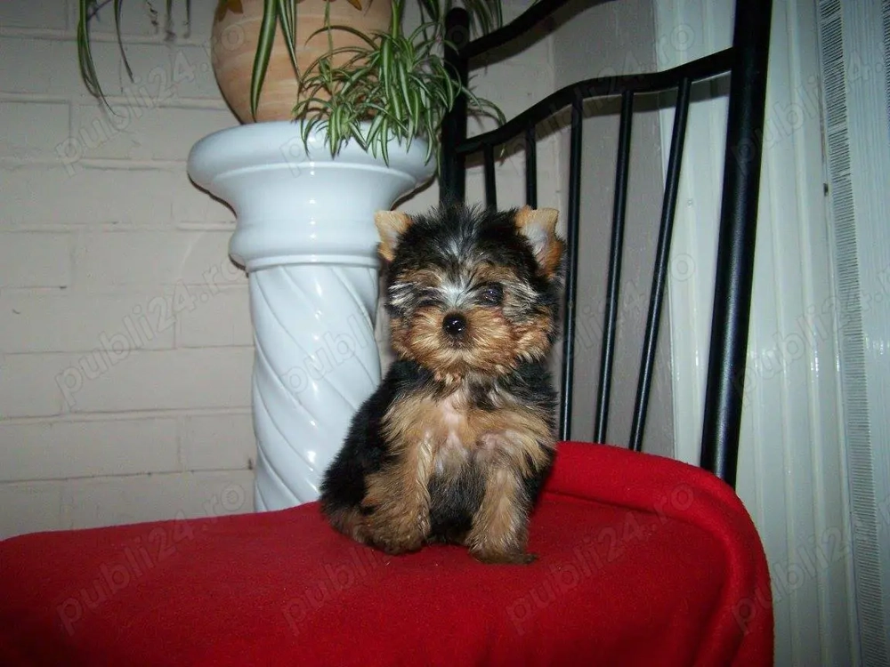 Yorkshire Terrier Mini Toy - masculi și femele, garantie, carnet, vaccin, deparazitare