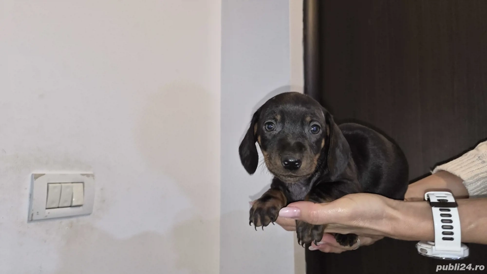 Tekel par scurt 7 săptămâni 