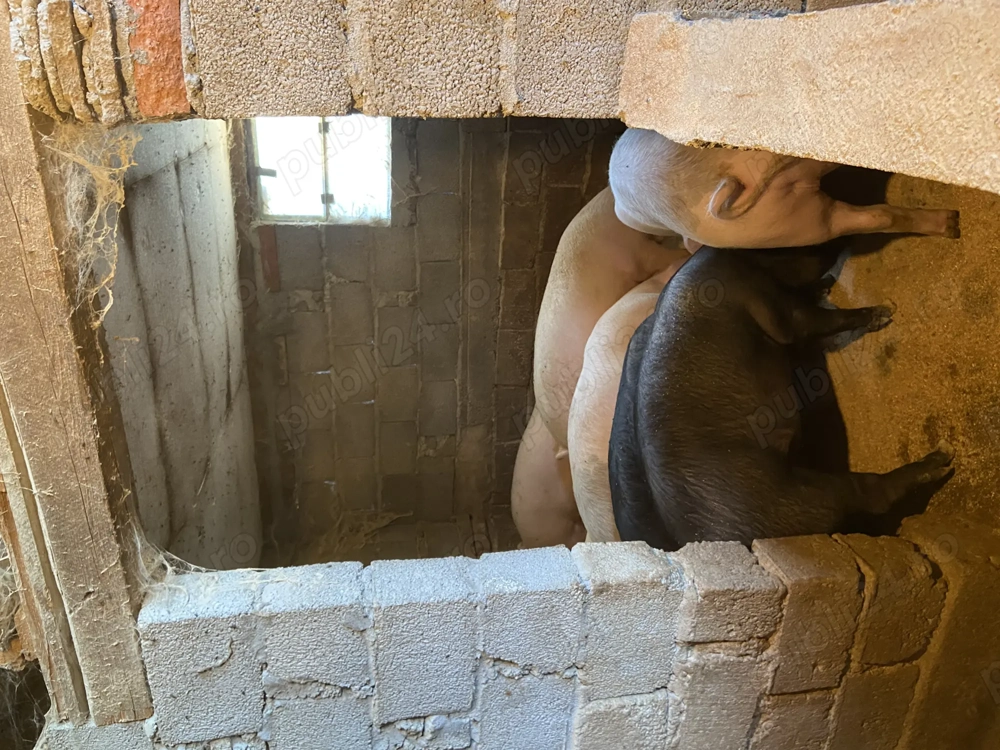 Vand grasunii 80-90 kg 