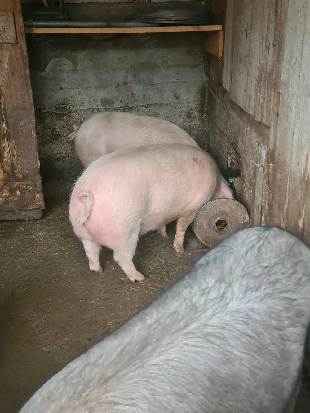 Porc de vanzare 100-120kg