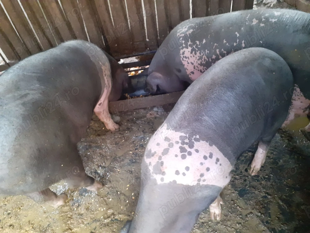 Vand Porci  bazna aproximativ 100kg 