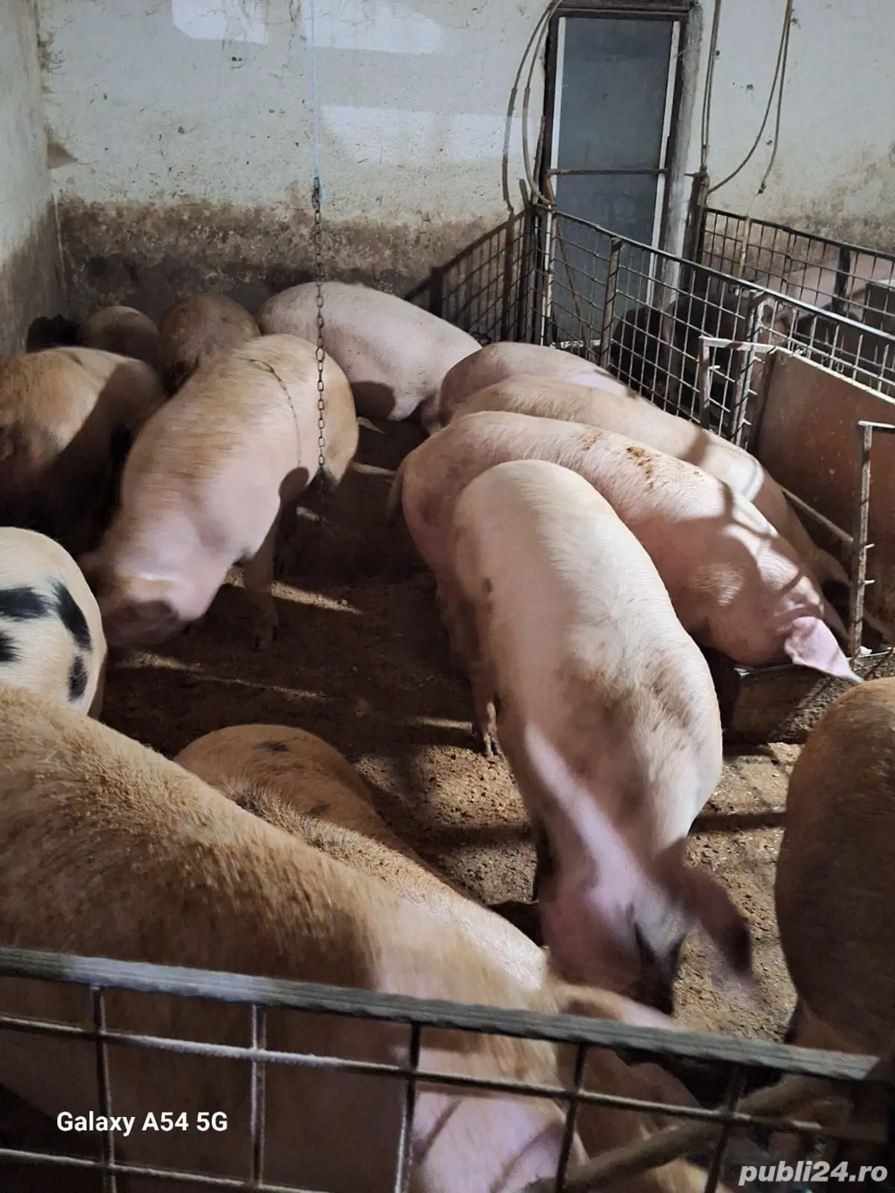 porci crescuți în gospodărie 