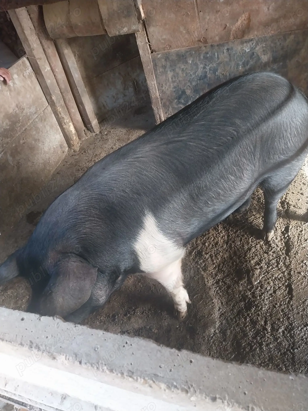 Vând porc Basna crescut natural 100%