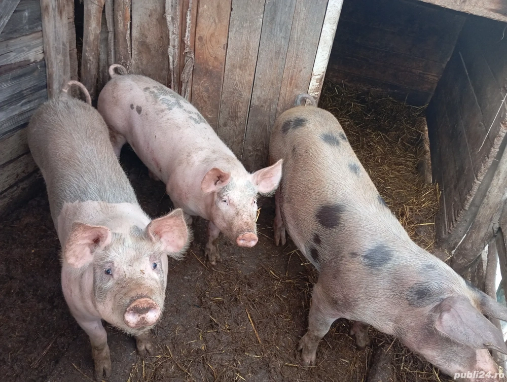 Vând porci 17 lei kg rasa petrain