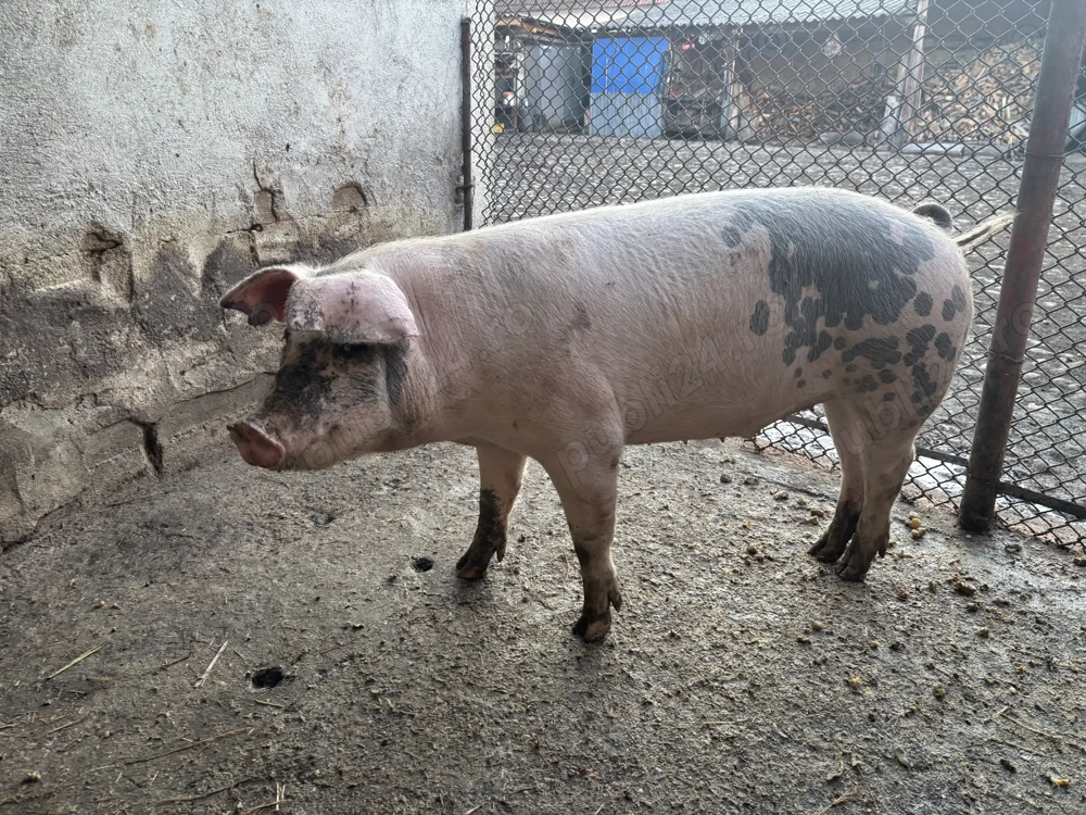 Porc (scroafă) 100-110 kg