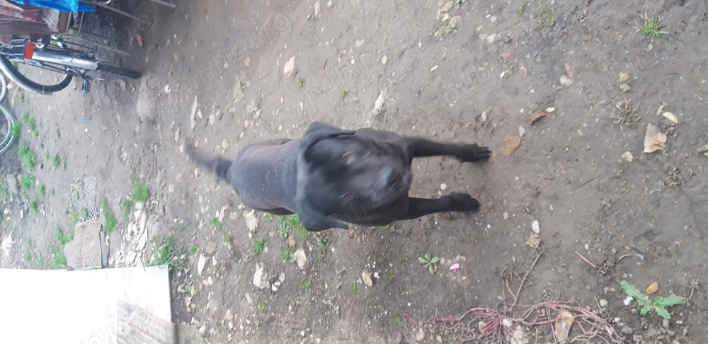 Donez labrador negru