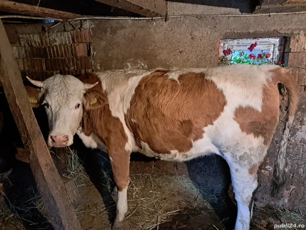 Vand juninca gestanta