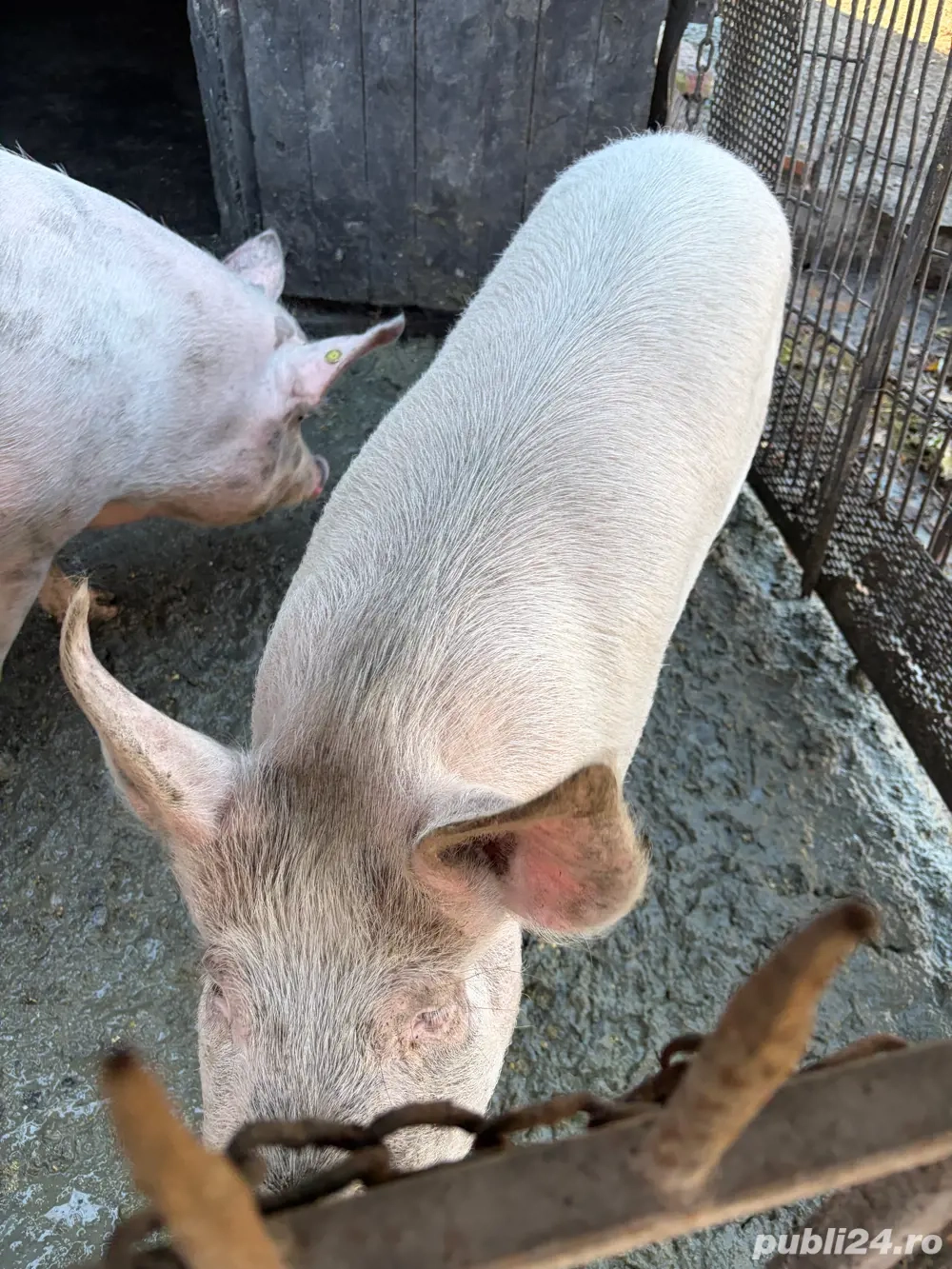 vand porc de 120-140 kg