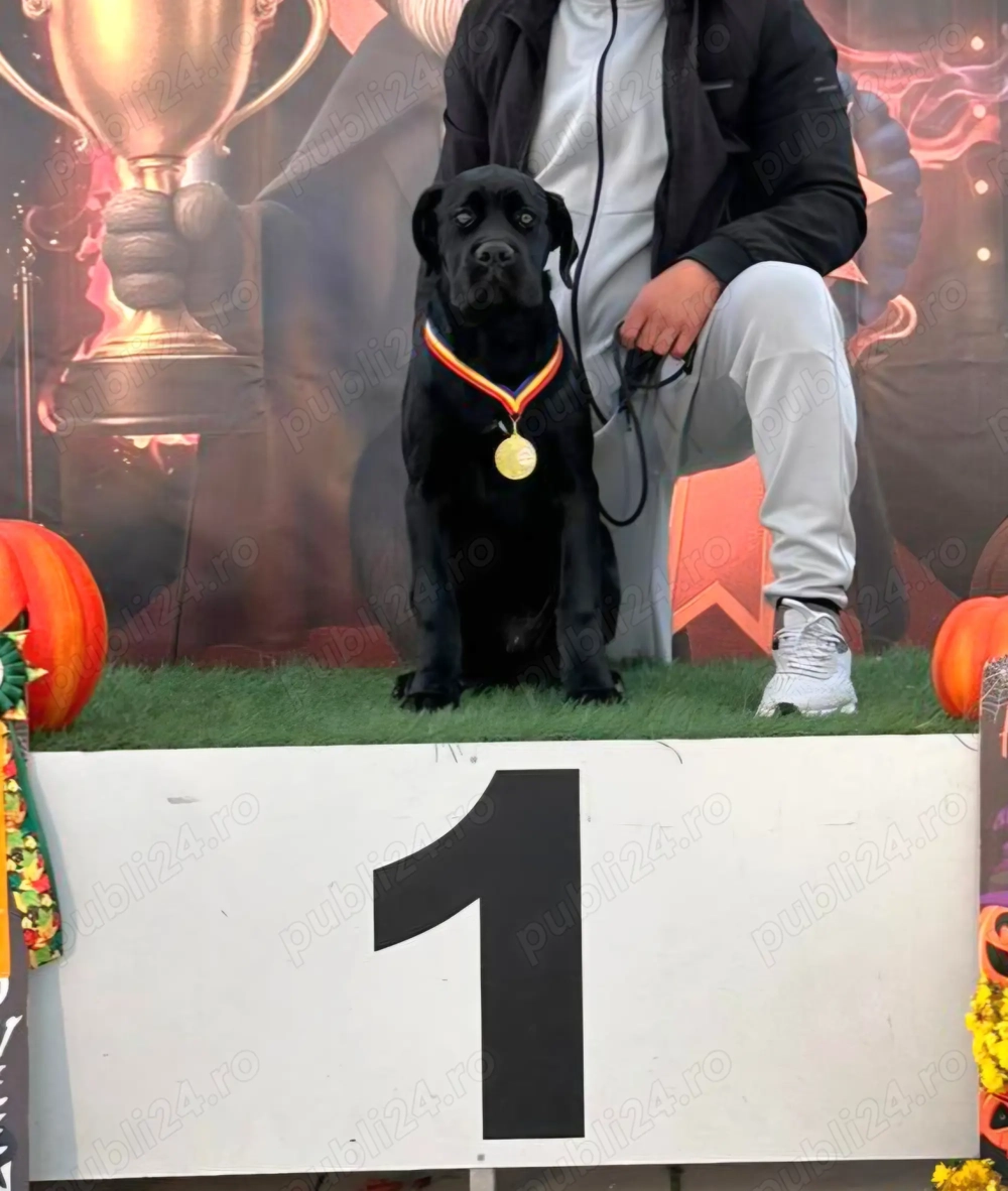 Cane Corso femela cu pedigree, calitate show! 