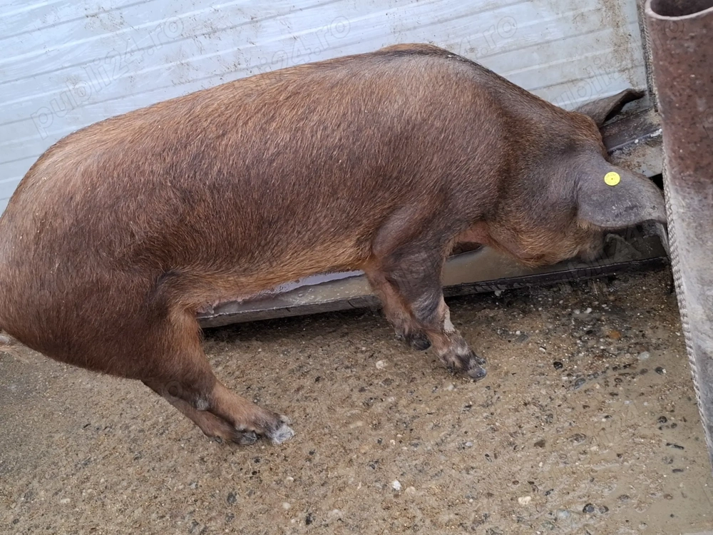 Porc pentru craciun de vanzare 