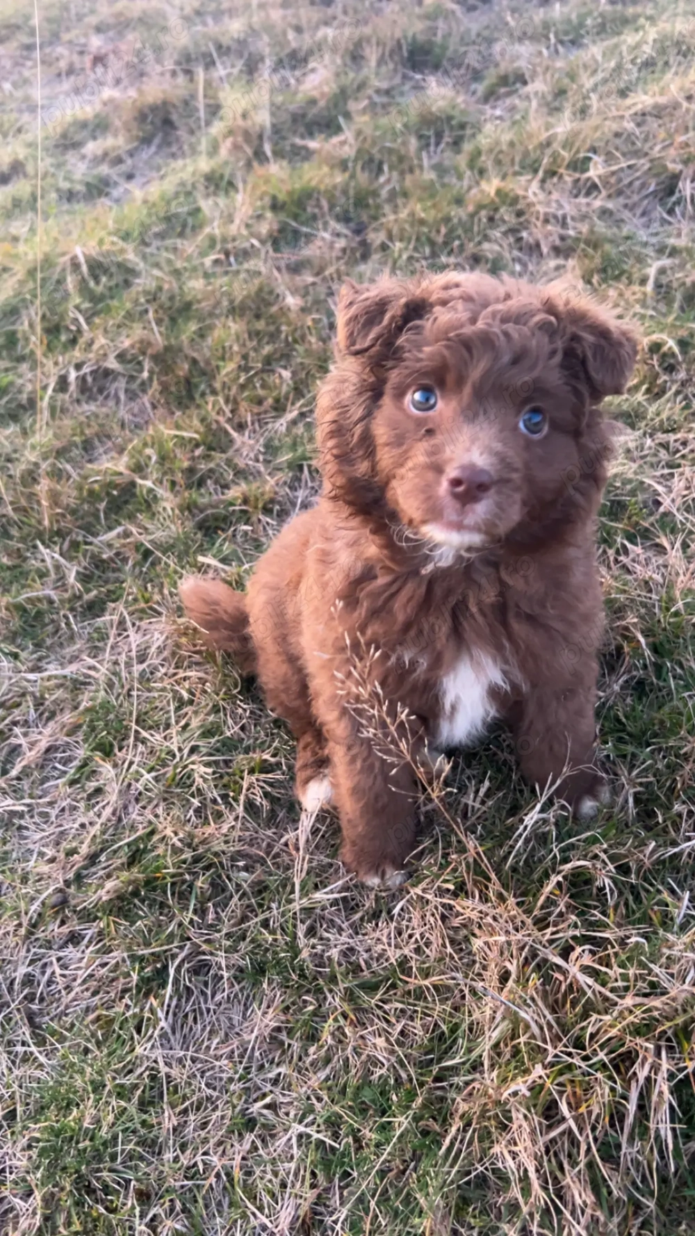 Vand cățelusa de intors