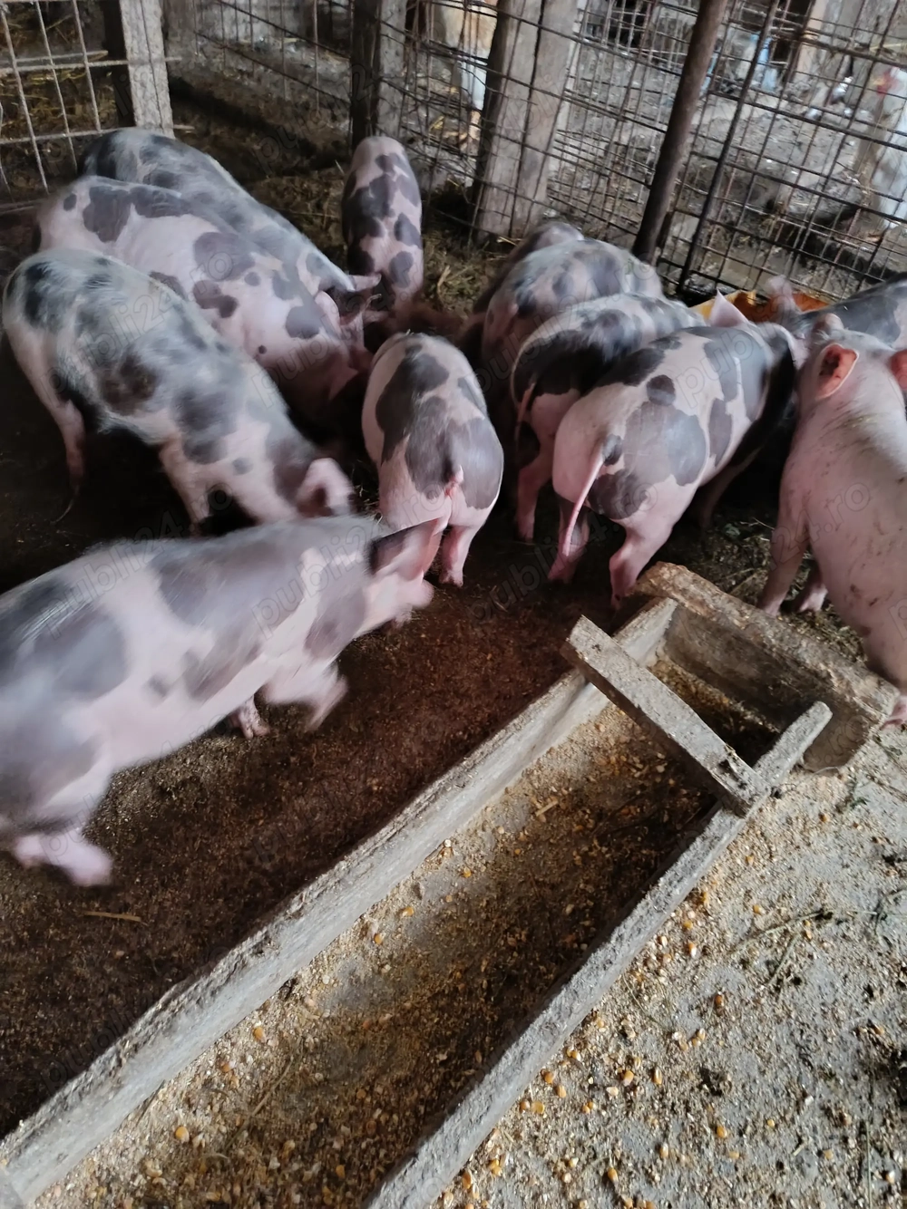 Vand purcei  castrati si deparazitați