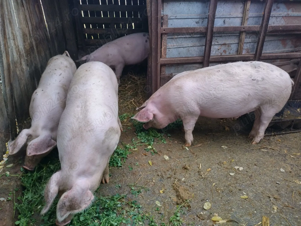 porci de vanzare 