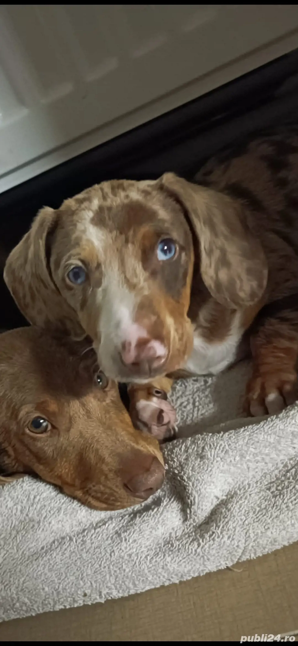 căței teckel deosebiți.