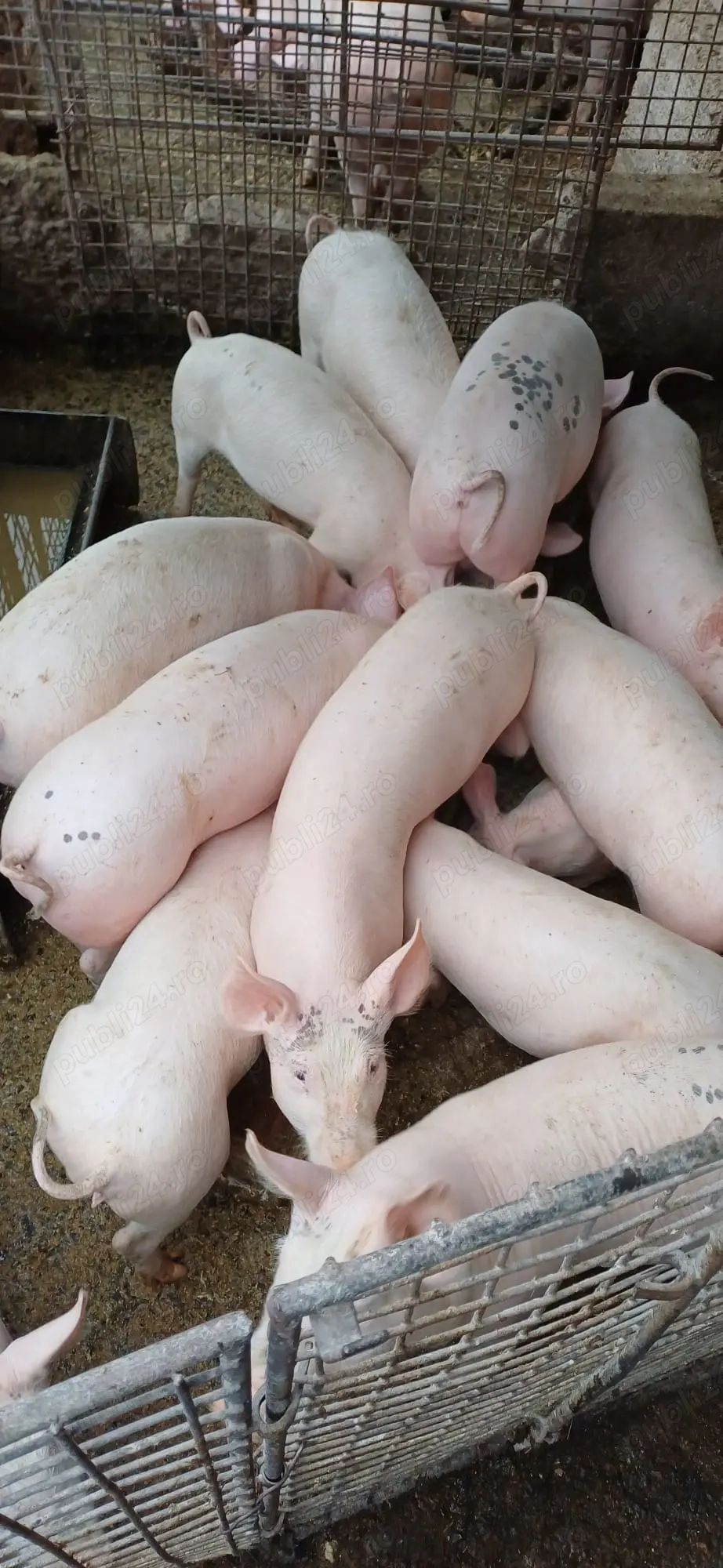 Vând șoldani crescuți bio de purcei mici