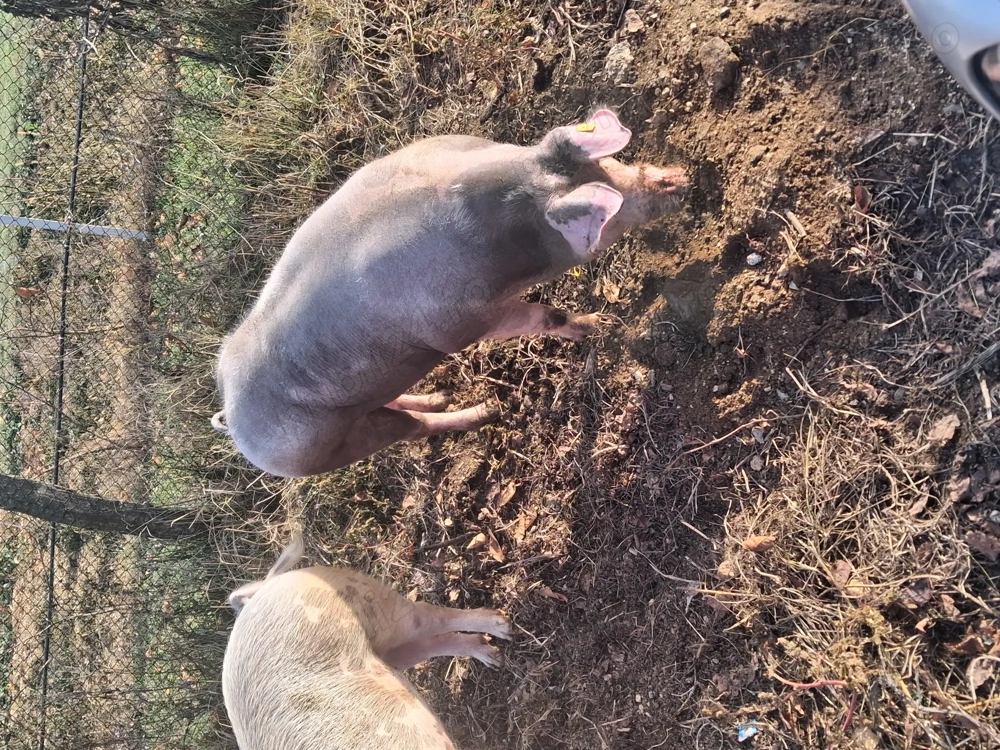 Vand porci , 120,150,220 kg 