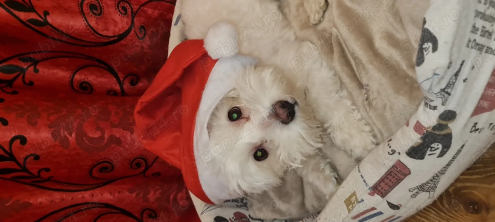 Donez cățelușe Bichon Maltez 