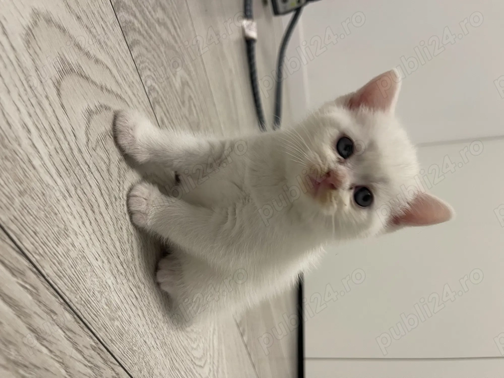 Pui pisica British Shorthair Alb 