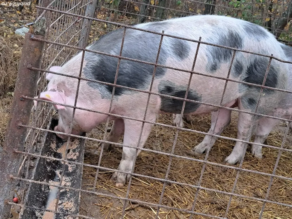 vand porc castrat de o luna si ceva  de 11-12 luni 