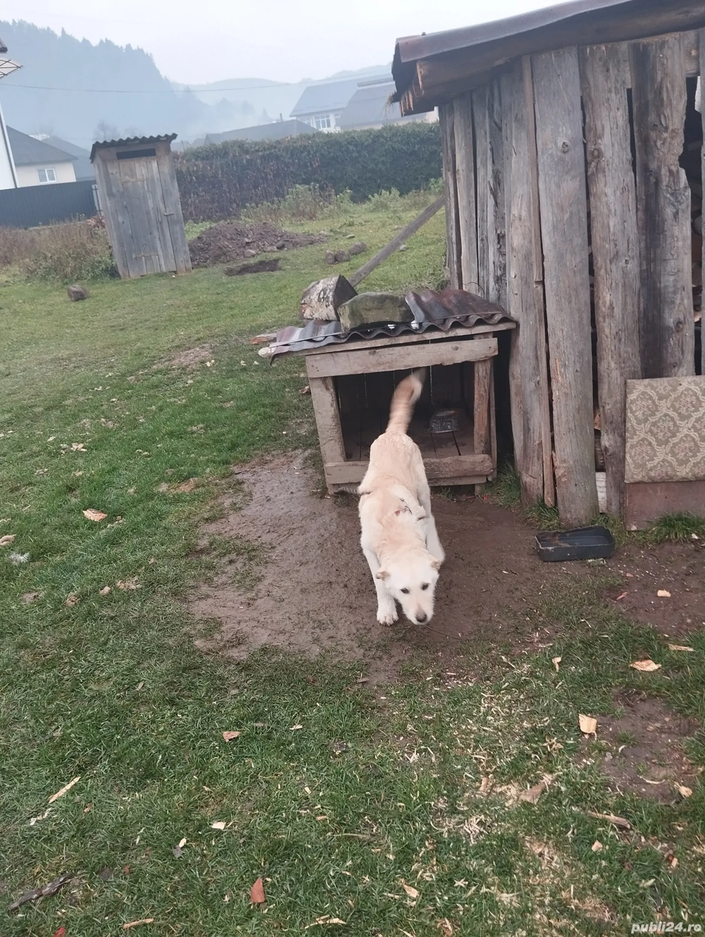 cățel alb de vânzare 