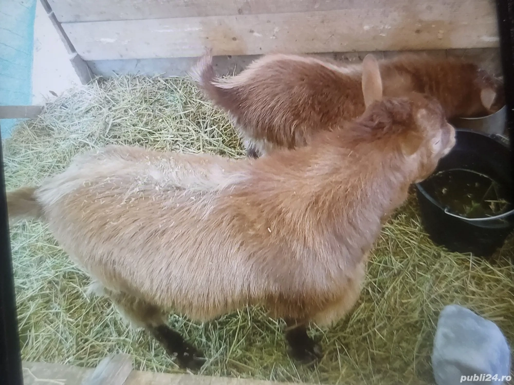 Pentru detalii la nr zero sapte trei trei doi patru doi trei sapte sapte .    .Ceclan Mircea