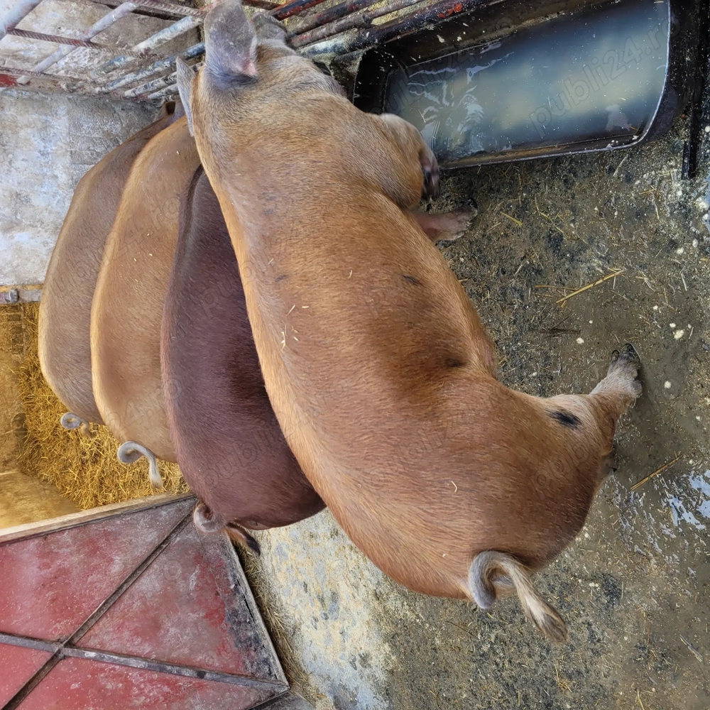 Vând porci rasa de carne