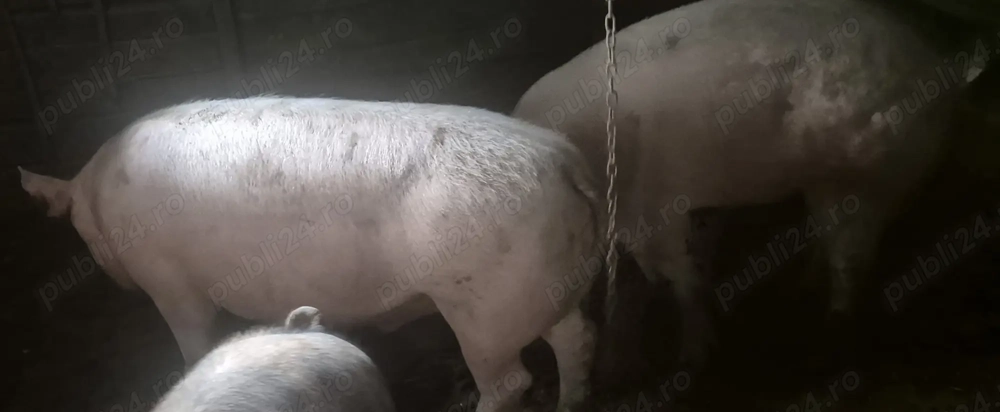 Vând porc castrat, și crescut bio!!