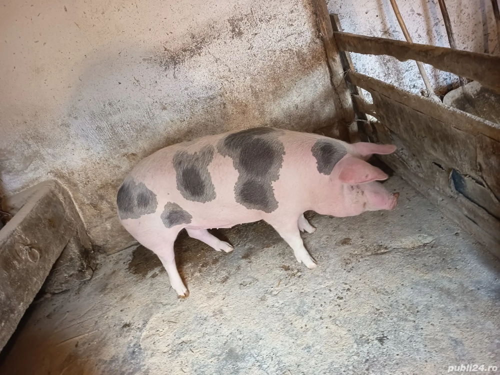 vând porc pietrain rasa de carne 150-160 kg pret 14 lej kg 