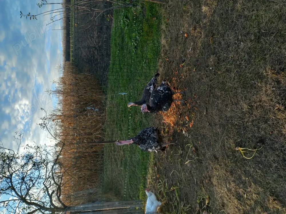 Curci si curcan crescuti cu cereale