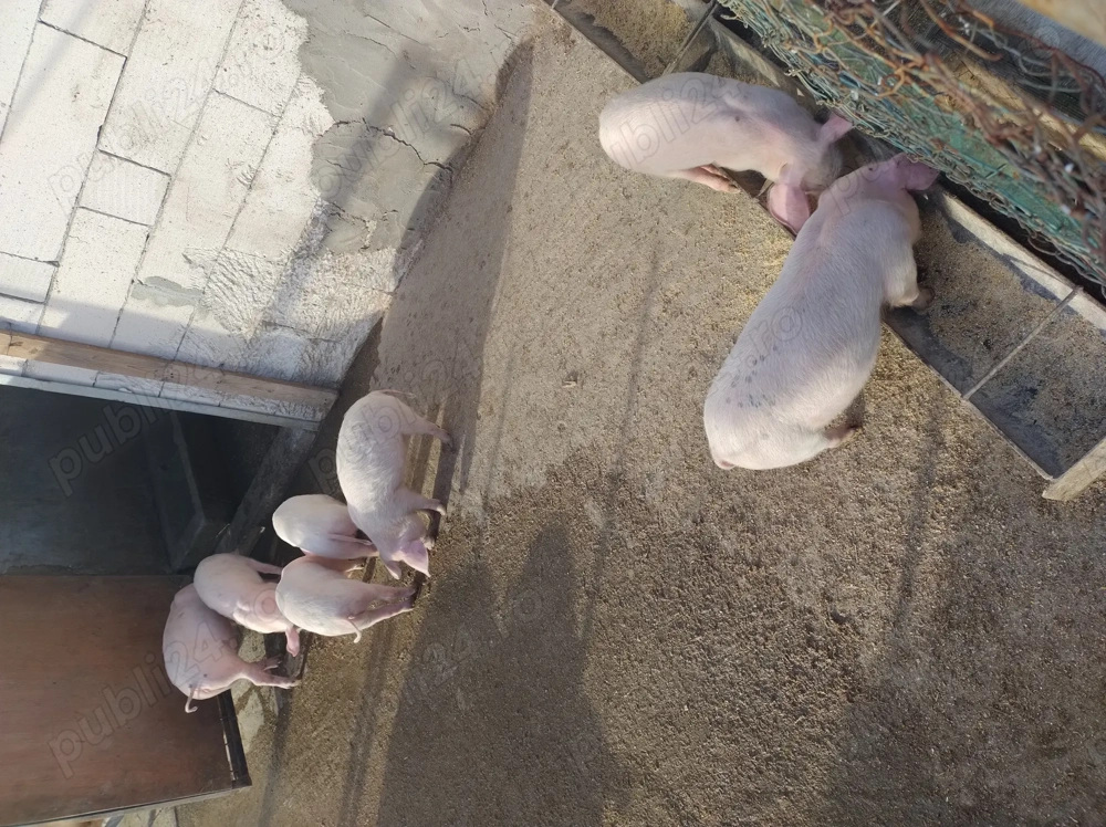 Vând purcei de 7 saptamani